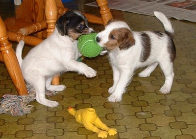 Viktoria och Viktor med boll