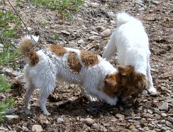 Vicki och Molly land juni 2003