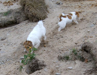 Vicki och Molly land juni 2003