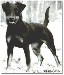 Raros Asta, Årets tjt -93