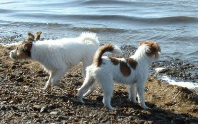 Vicki och Molly land 22 mars 2003.