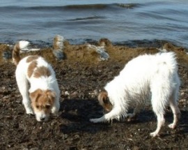 Vicki och Molly land 22 mars 2003