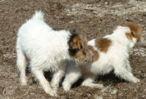 Vicki och Molly land 22 mars 2003