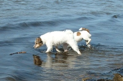 Vicki och Molly land 22 mars 2003